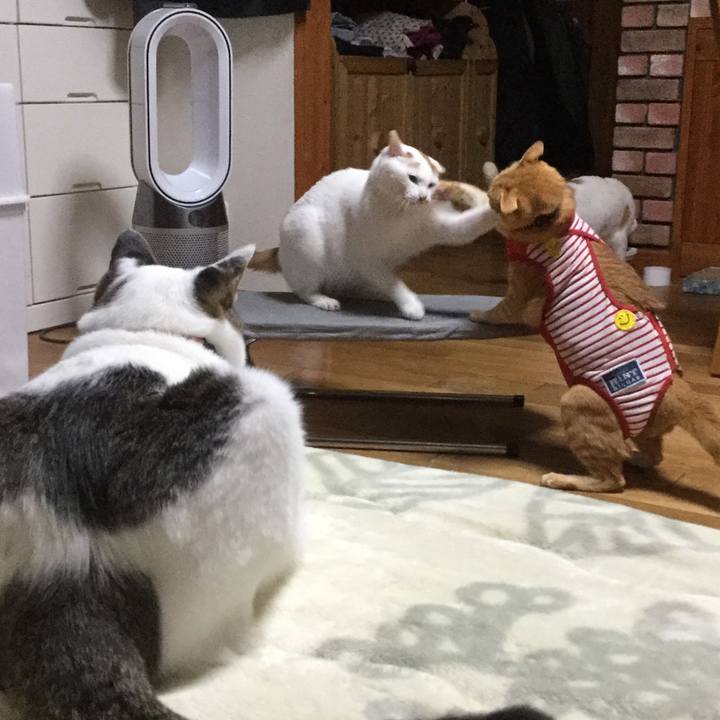 C52b55c6 5027 40c8 84b6 076ae1c76143 1581856743486