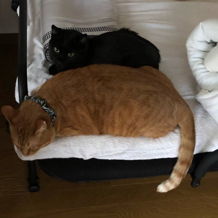 C52bd49e 5af0 4e93 b6f8 8226a0aea9c7 1588371889749