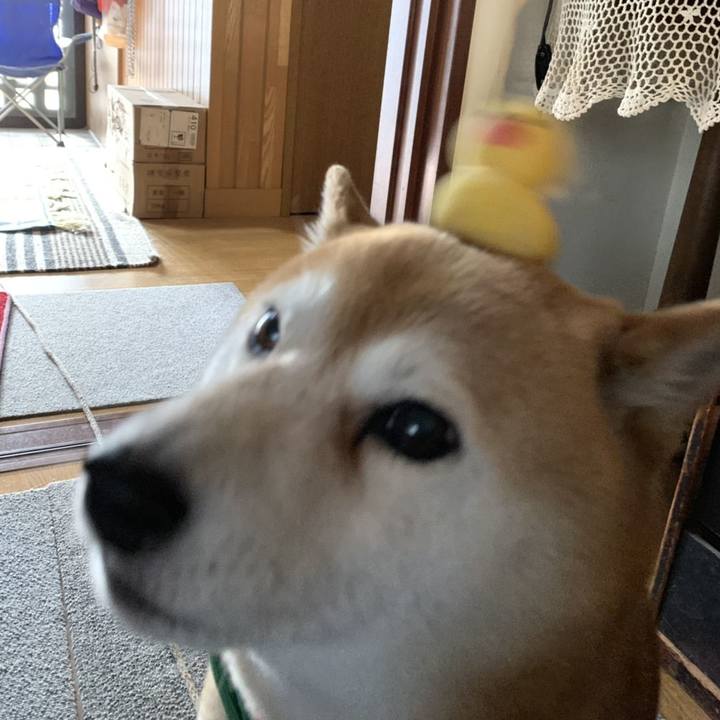 C52c4886 2b17 450a 8af0 d735a42c35c2 1556353921549