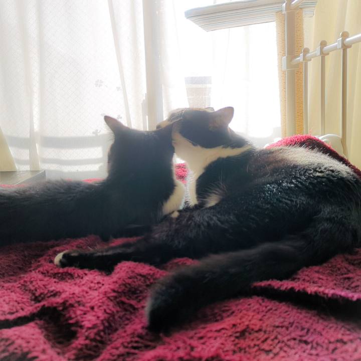 C52ceb08 5d29 4c8b bc93 78914f7fabdd 1554081959321