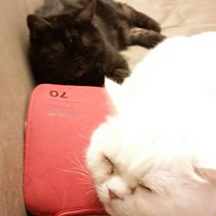 C52d1b6d 560b 4d4d 8d3e c9a80444abb3 1582531270602