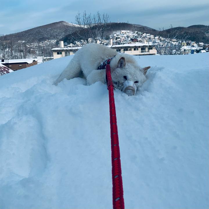 C533461c c928 4595 aa8d 17c1a6f215a8 1642406631161