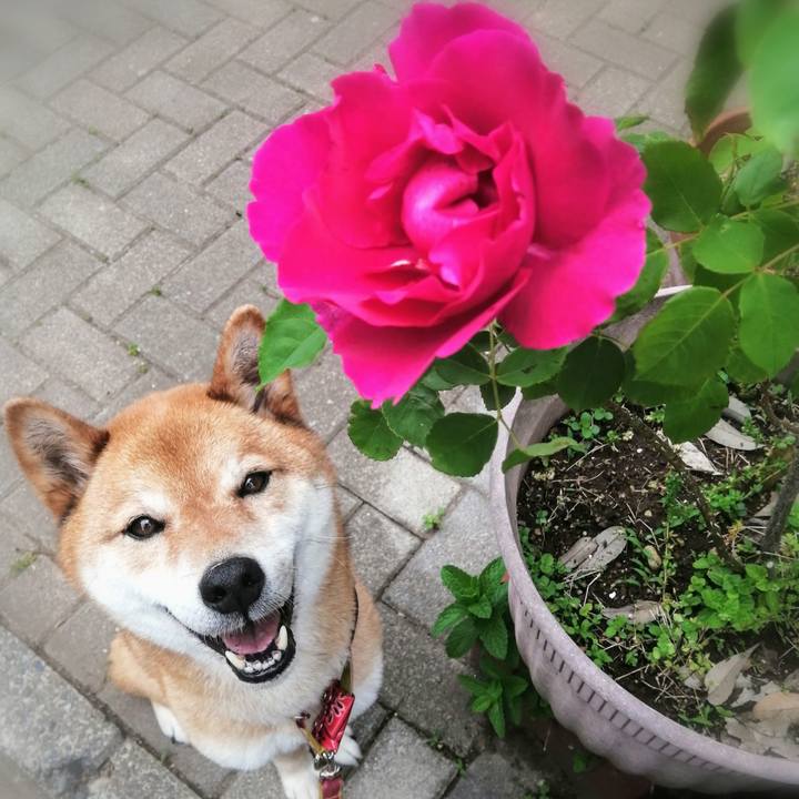 C535d92b 2c81 4eba bdef fb8c221db7fc 1589243572895