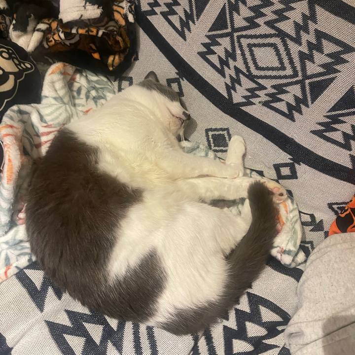 C539527c c56d 4951 88c3 73313cee2929 1730728782461