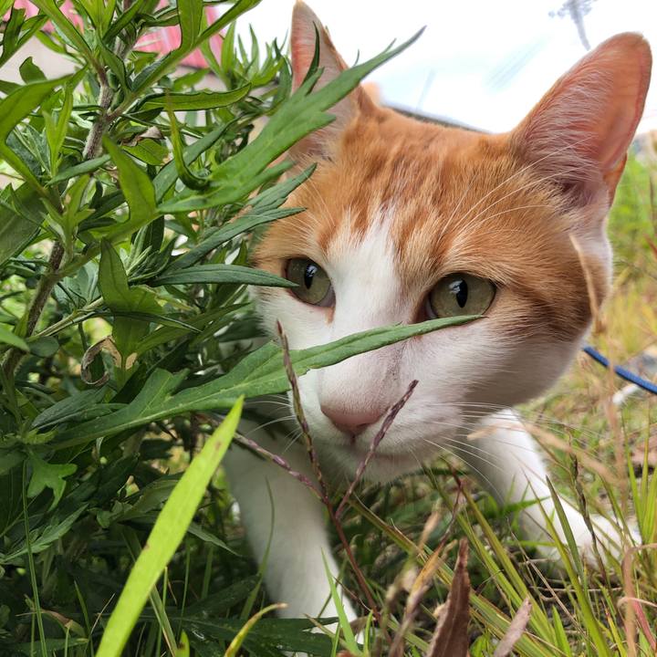 C5395888 2ae6 418c a60f c9d3ab4b8a91 1539999904002