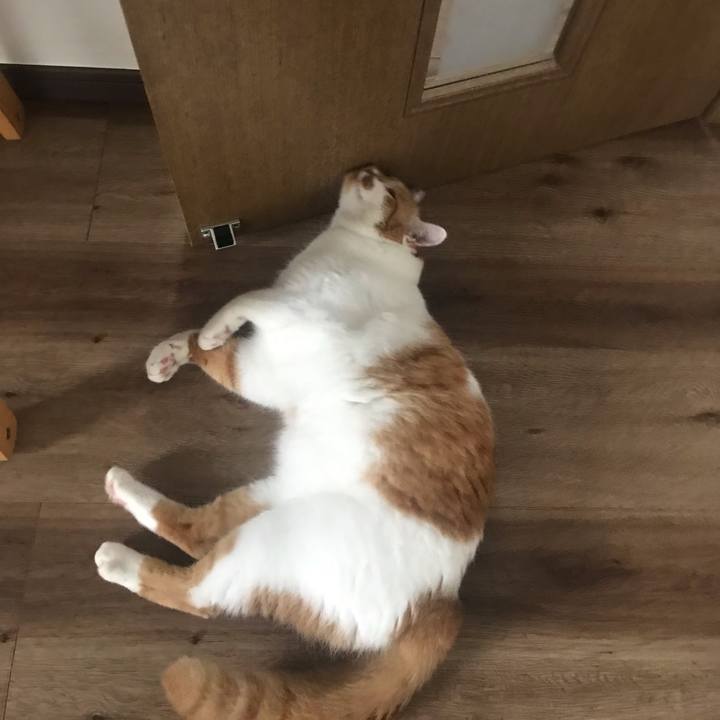 C53bef4c 23f4 4fbc 9b6e d09c672b88f6 1625789320588