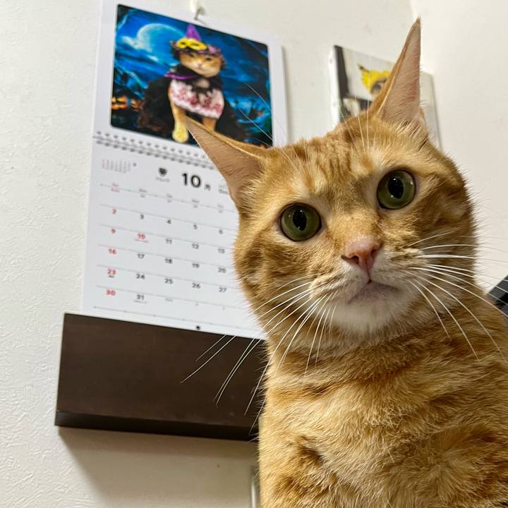 C53c0c34 41e7 4bd3 aca8 664f7a4c7d48 1664626921662