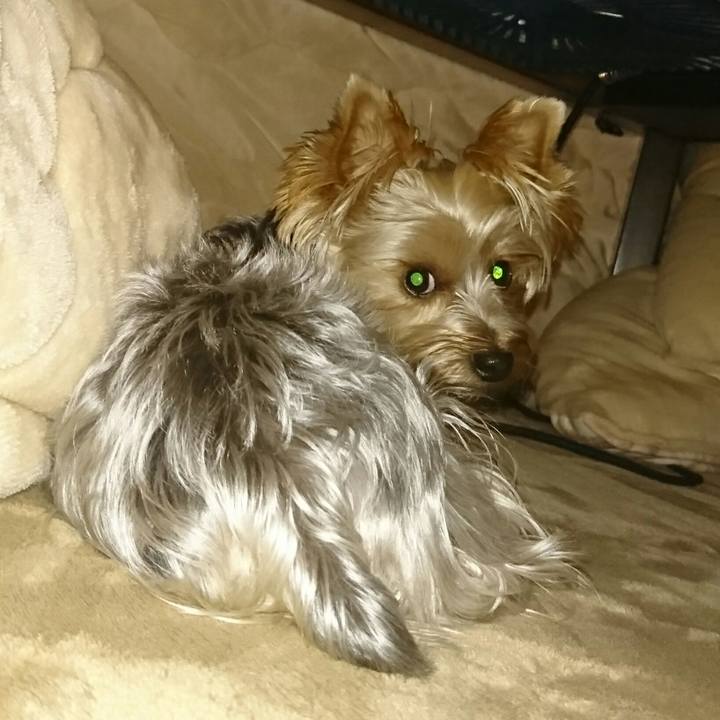 C53f8e77 47ca 425a a41b b6e82ea4b429 1509961164034