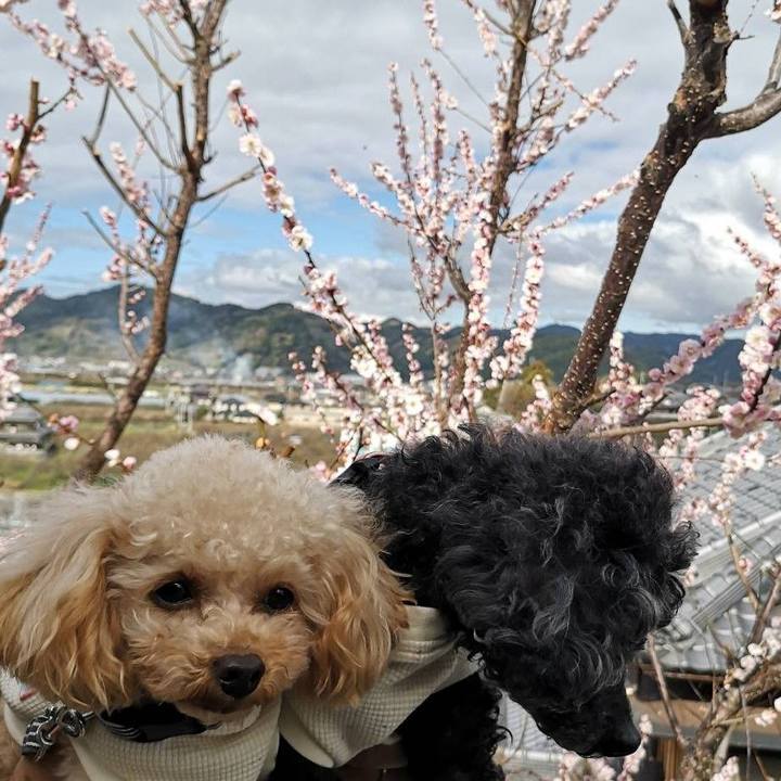 C54255fd cef3 4b07 a036 86d9c6278433 1772179795213