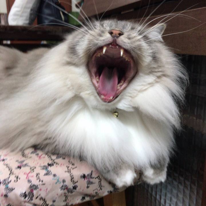 C5430184 6816 448c 9f8a 630bad247030 1523486525402