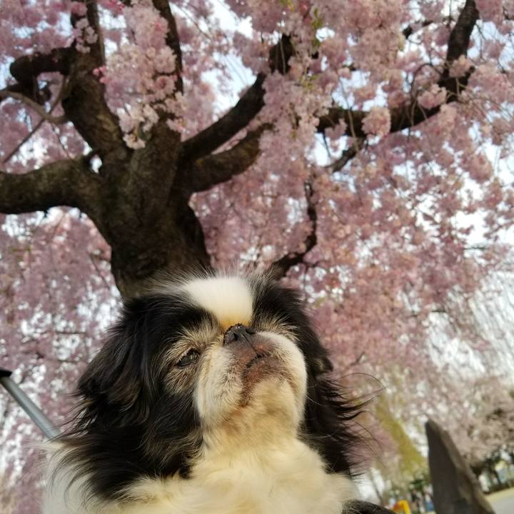 C54ad7a9 084b 4be9 a9eb c9a3cf632e46 1522577817104