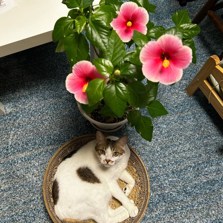 C54b6ff1 b24b 4d56 bf43 cc034f6a08fe 1758325353449