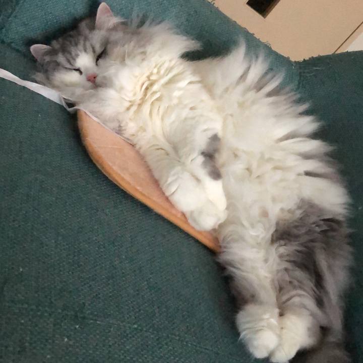 C54ca976 b9b6 4e3c 8bfc de0ebb3883a9 1547549349292