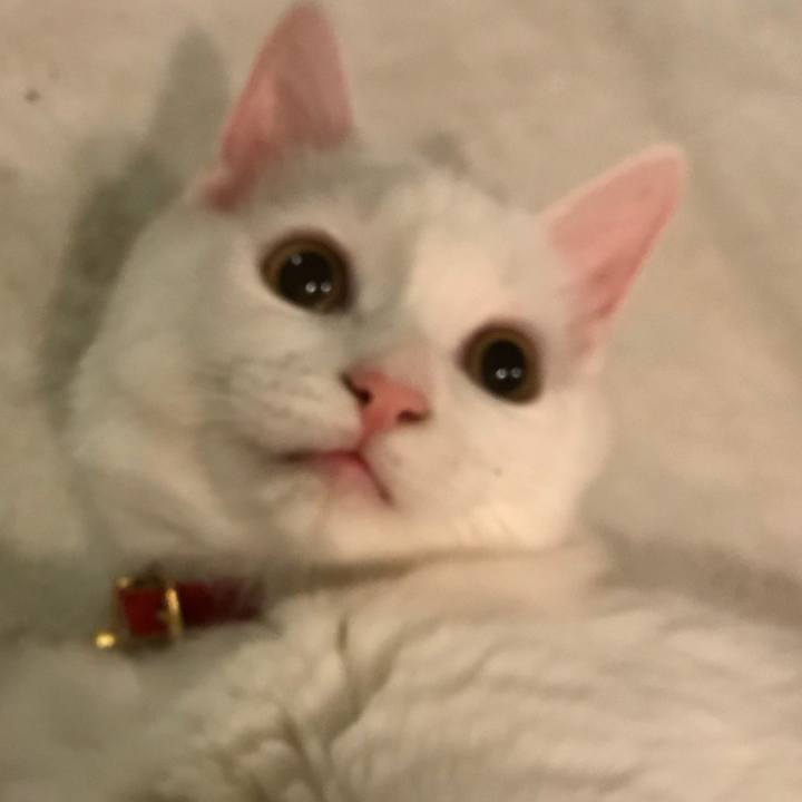 C54dc124 dcca 4e7f ab5d bb2cb4f05915 1512132643762