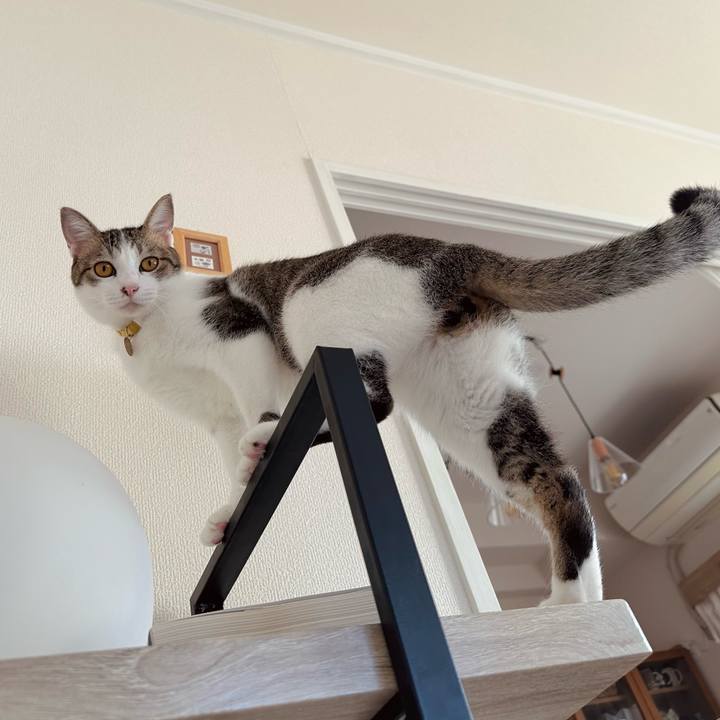 C550da32 4238 49b9 b901 f4c00adc6d51 1759703560207