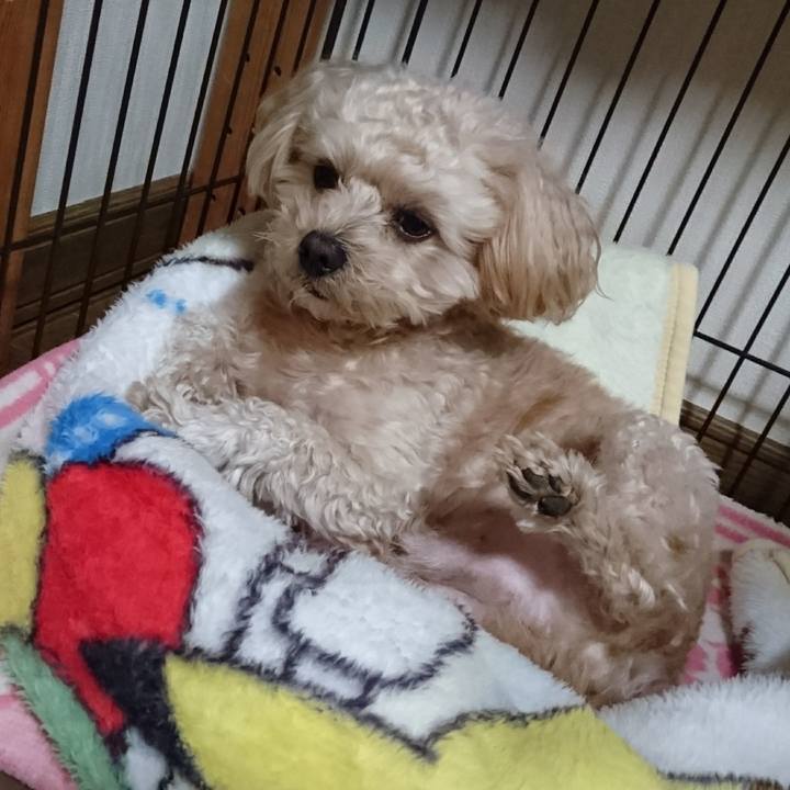 C5538c13 6034 430d b22b 4e2d330c774c 1543406184899