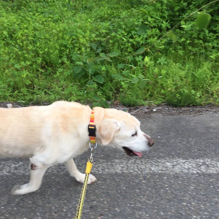 C553aa4a 1aae 4c31 a4f9 dc15b9165764 1527586971333