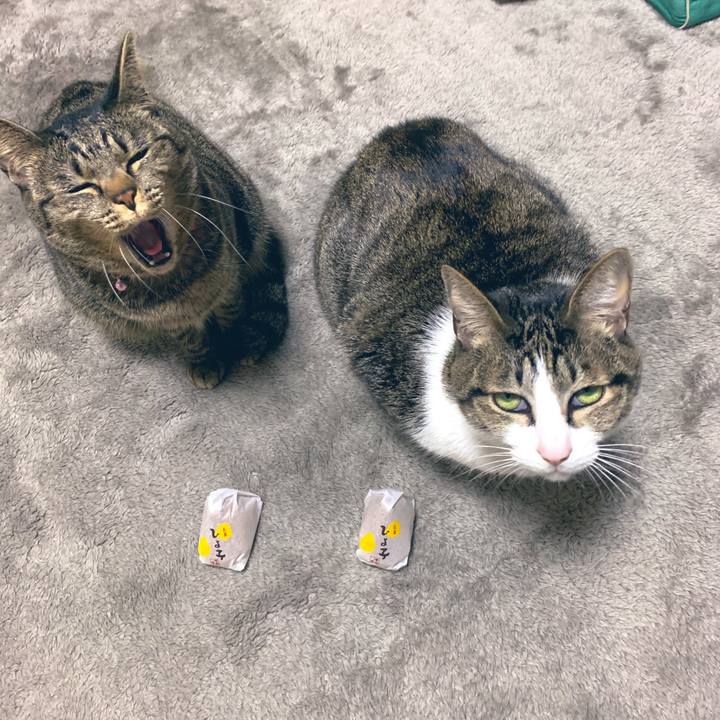 C553b80f 7219 4bfd ad1e 97e4c50d545d 1545736133848