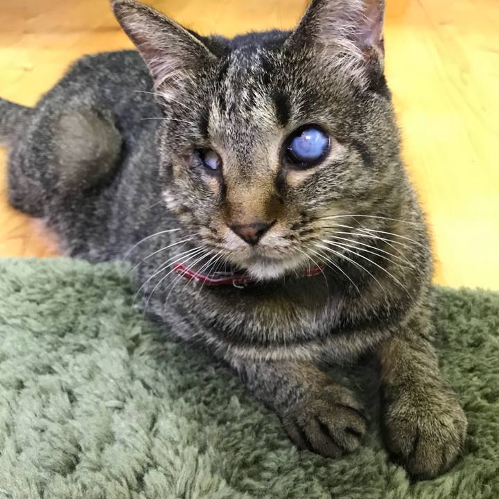 C554c3e1 bbd5 4fd0 937c f6ee734c0d14 1531052182659