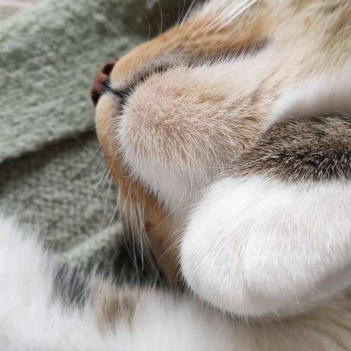 C556535a dff1 441f ad25 2465d6206a22 1667362003427