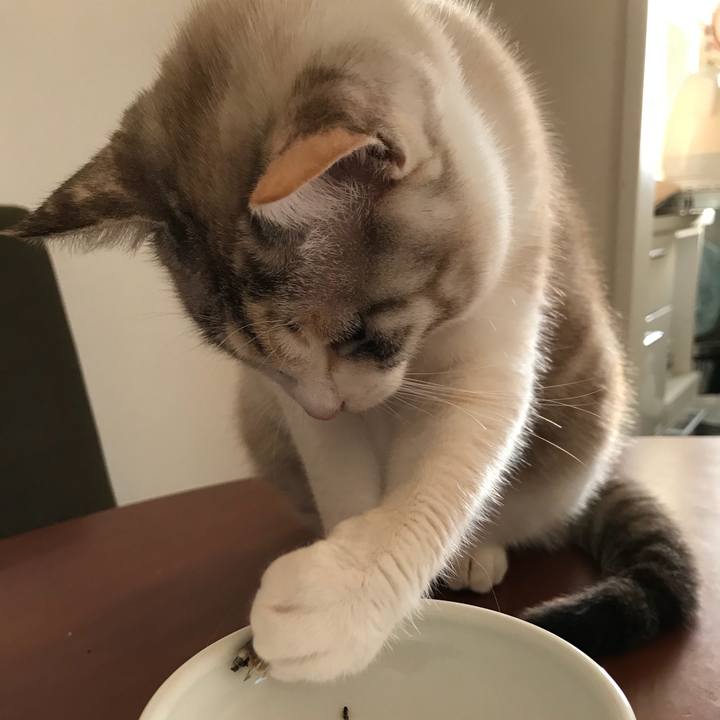 C556fca1 af79 408a a7a6 044133e04e79 1513925121095