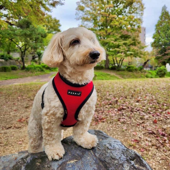 C558595d 8ea1 456a 9265 3c5fa9fc665a 1762349723860