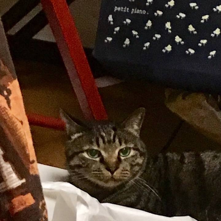 C5592188 f0ad 40e3 bfcf 0ba18ac8a8b6 1533206087131