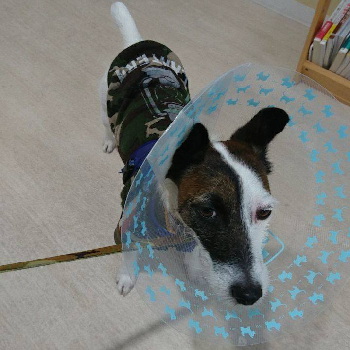 C559e62c 3714 44af 8cbf 31089e257bd8 1544843904029