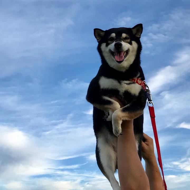 C55ab553 8c57 44cb 8e03 c27e444044de 1528279411934