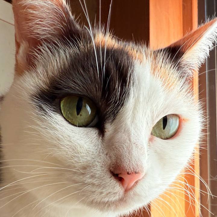 C55b6ca3 e5c8 46cb 9b4c 5175538716a4 1731980250316