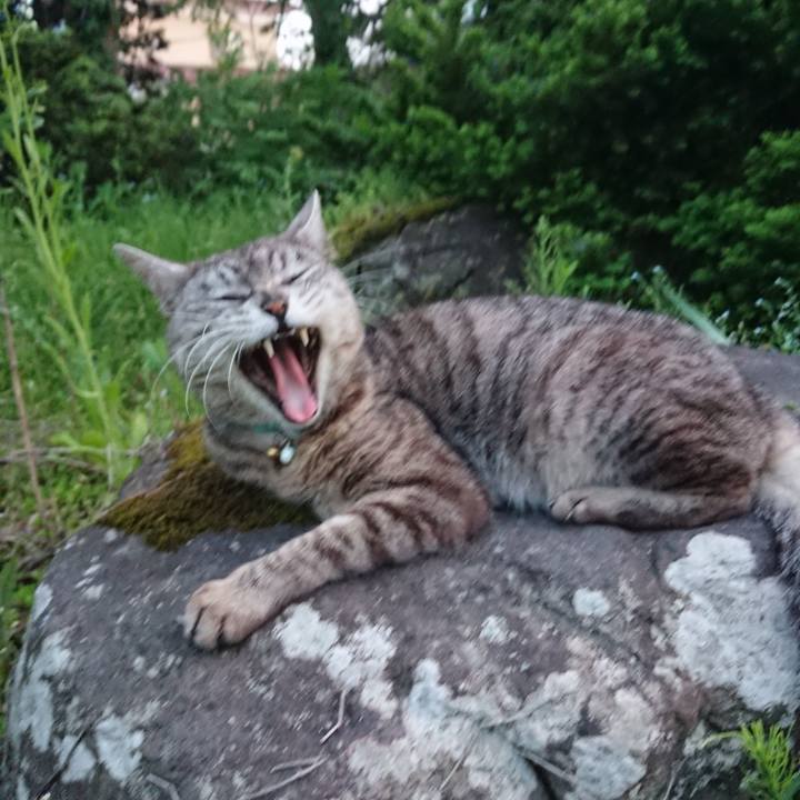 C55cc31b 2254 4180 86ec 2a0df58e40f9 1558951839792