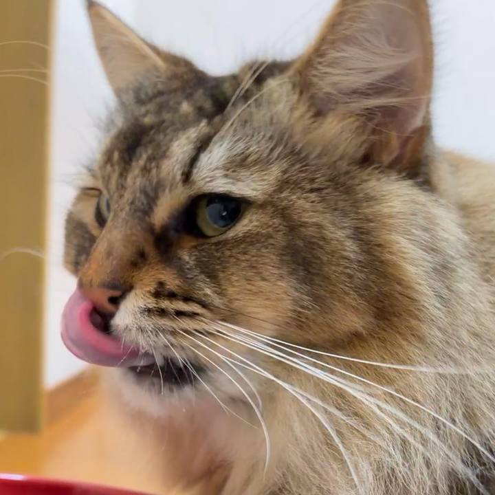 C565e42d 9358 4e8d b69a 340a1f8db496 1770245530839