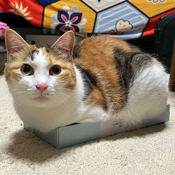 C56b196a 8b80 4722 8365 44e8eb4b6424 1760623181073