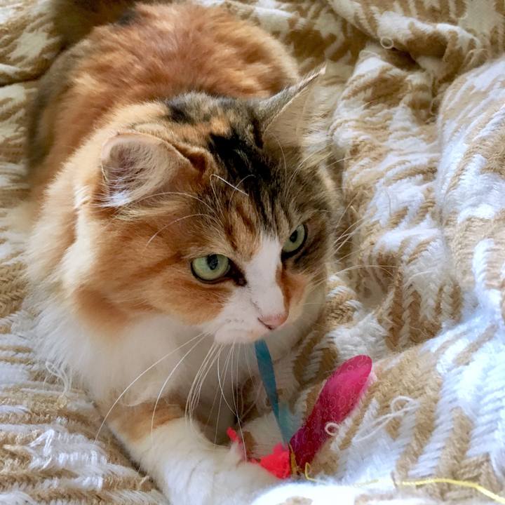 C56da800 a081 481c bc0a a3316a804b45 1569996268381