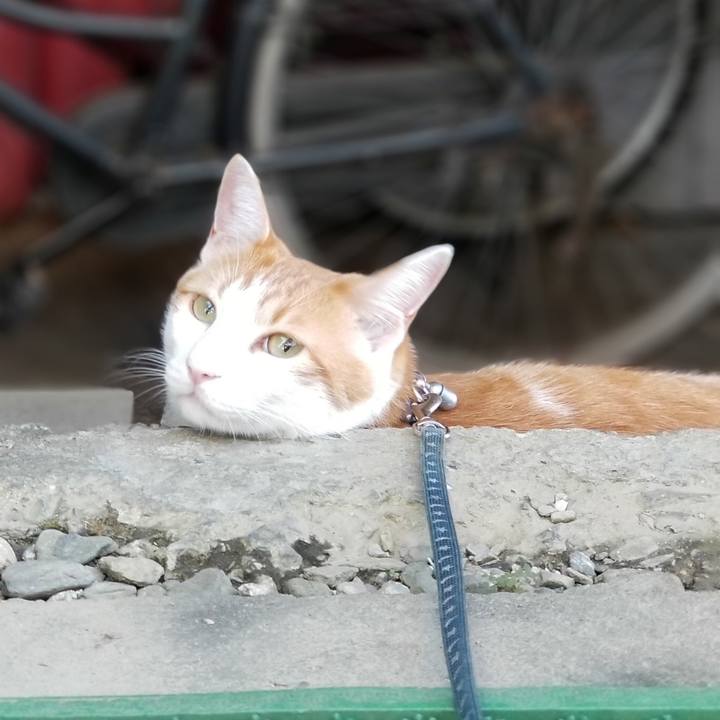 C57244a4 9e42 4ba5 9a18 1ce9eaa9e9d0 1538976114676