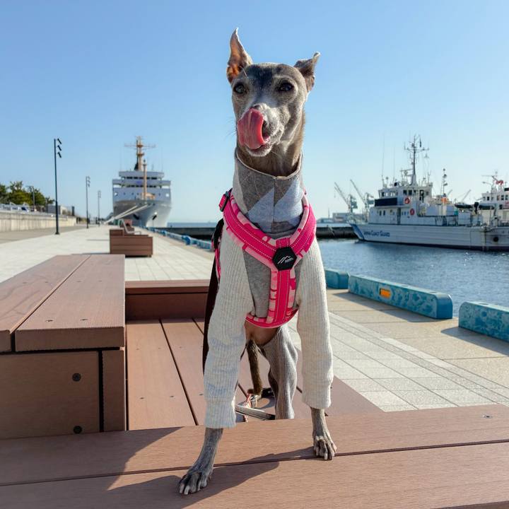 C5764cc7 6d90 425d bbd7 568805989196 1774868311898