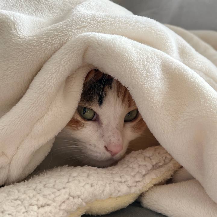 C57662bd c03c 474b 9250 a797ddac6bec 1767244184372