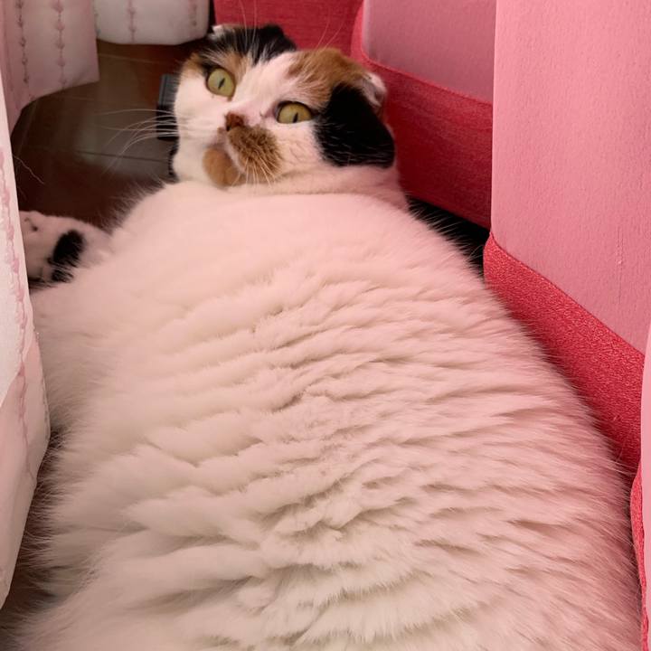 C5775475 effc 4bbe 8cc0 9725a1ced3c7 1564004905791