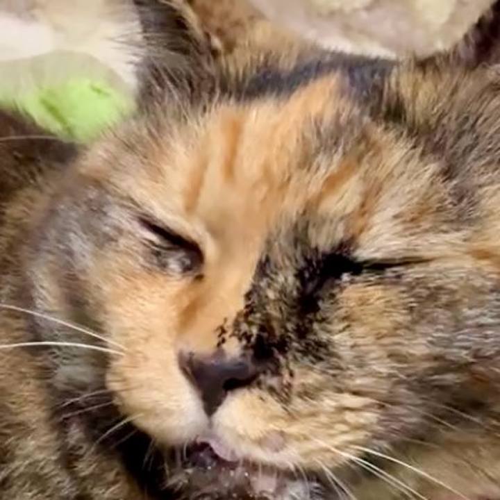 C5798a33 4cc1 4b1f b9bd 8a4e01814cb4 1759571047380