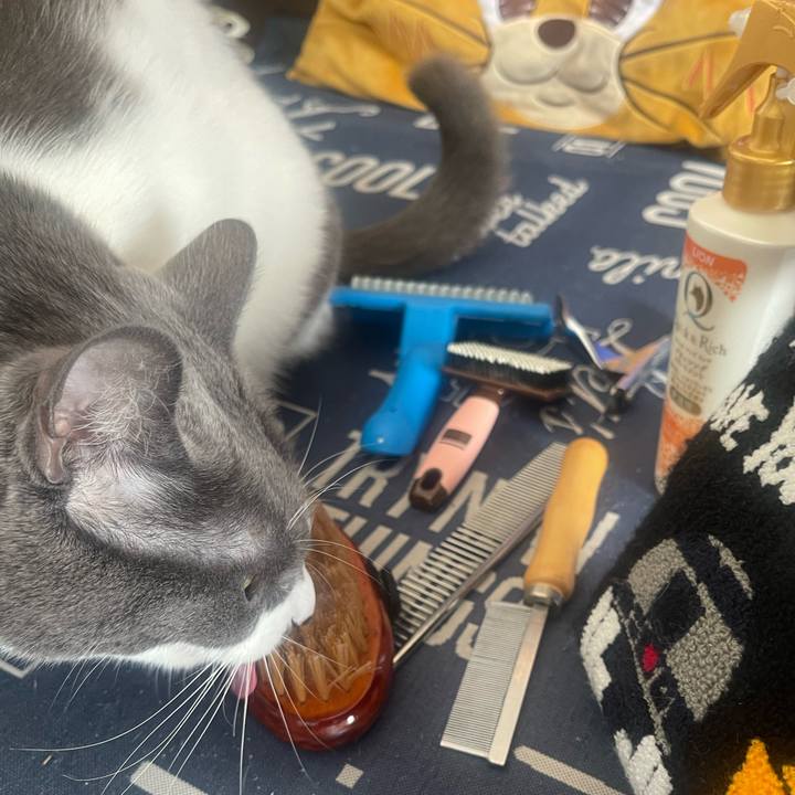 C57bb510 87a3 4aa1 8325 533e49941986 1731810616301