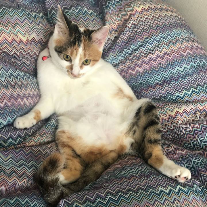 C58b0a5f 6605 48e3 a4e7 3a593eaf68cd 1574654000339