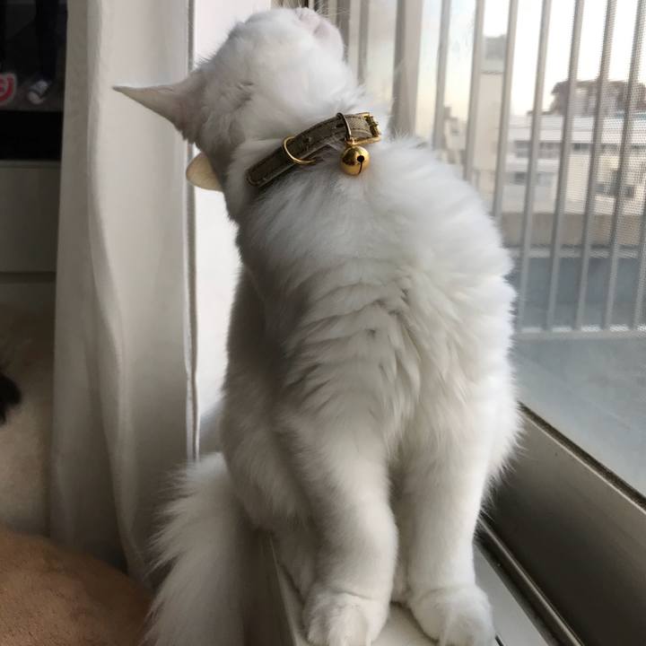 C58bfd3b b85c 49de 884c 334384bc1775 1510540702769