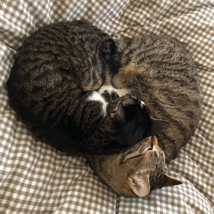 C598315b 65fa 4b26 a2a1 04142600c5cb 1520428424831