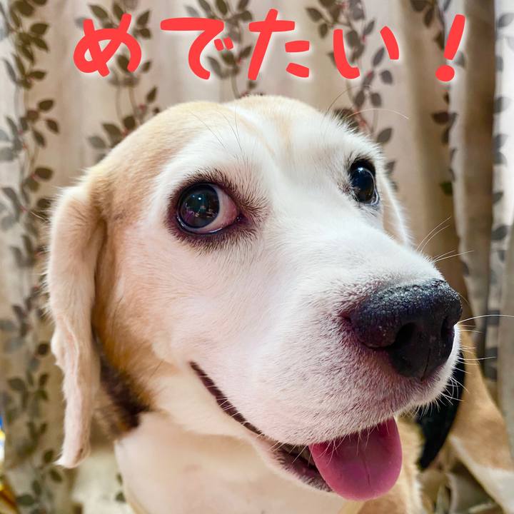 C59b80f2 d269 4ef6 9a9d eb3abad149ee 1598672456678