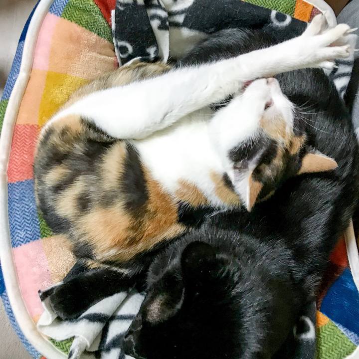 C59d54c6 556a 4584 899e 2b8efaf5cfb4 1511099783209