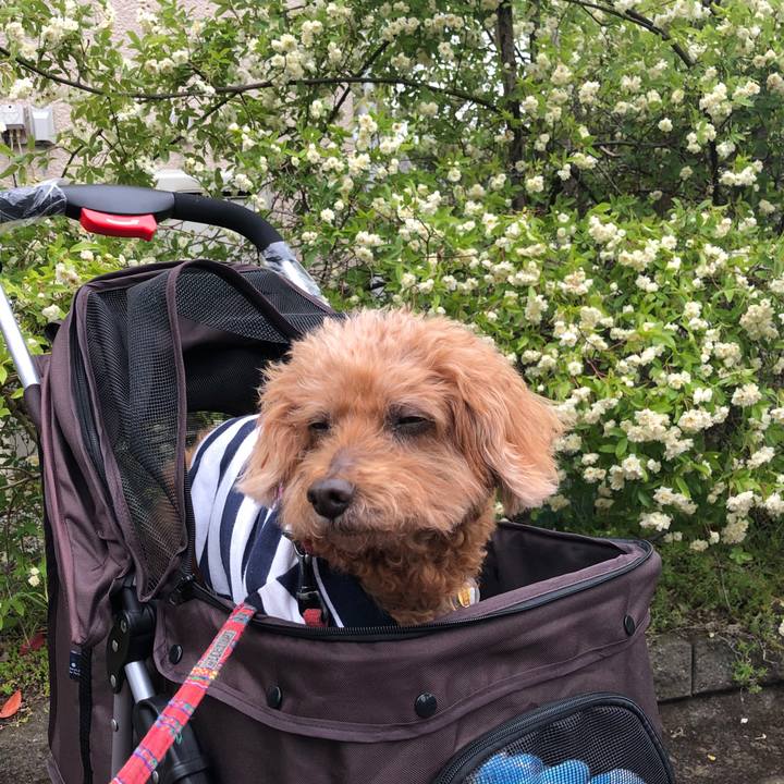 C5a08e51 9ee6 40b6 839c a29cf32bc38e 1590145924533