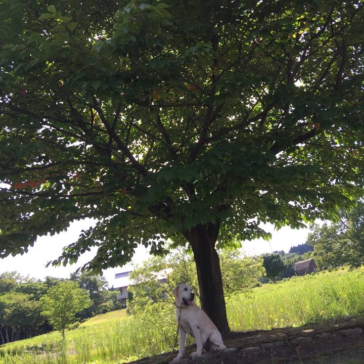 C5a214c9 ec3b 4ed9 a023 8b96d8271074 1529220232561