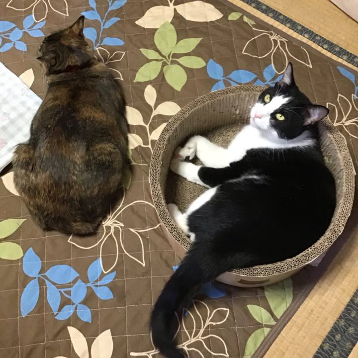 C5a3f9ef 1eb9 4f7f 8783 a66112815e34 1728879548072