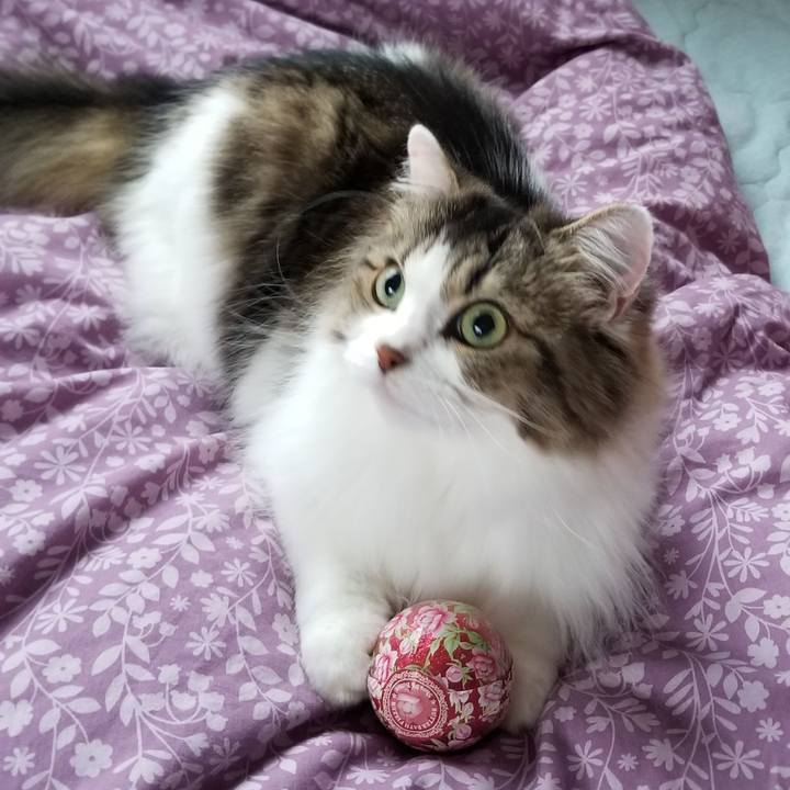 C5a55509 f443 4abb 94b2 6406a70acea2 1570487569903