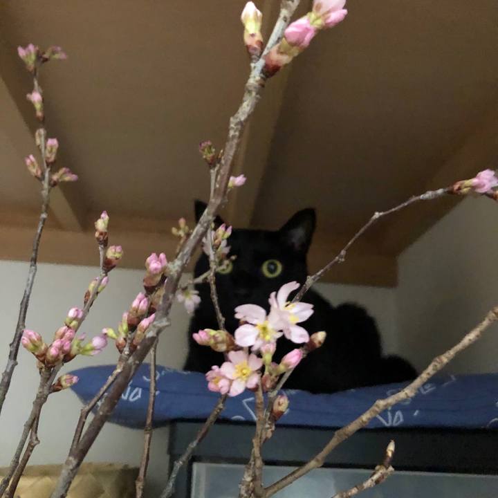 C5a71a3b 0bd4 4bd0 9174 52b9315f5b49 1583365499823